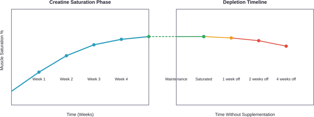 Timeline showing how creatine saturates muscle tissue over 3-4 weeks and how muscle stores deplete gradually when supplementation stops