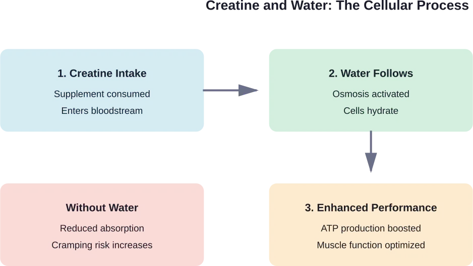 The relationship between creatine supplementation and water at the cellular level