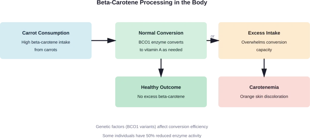 How the body processes beta-carotene from carrots and what happens during excessive consumption
