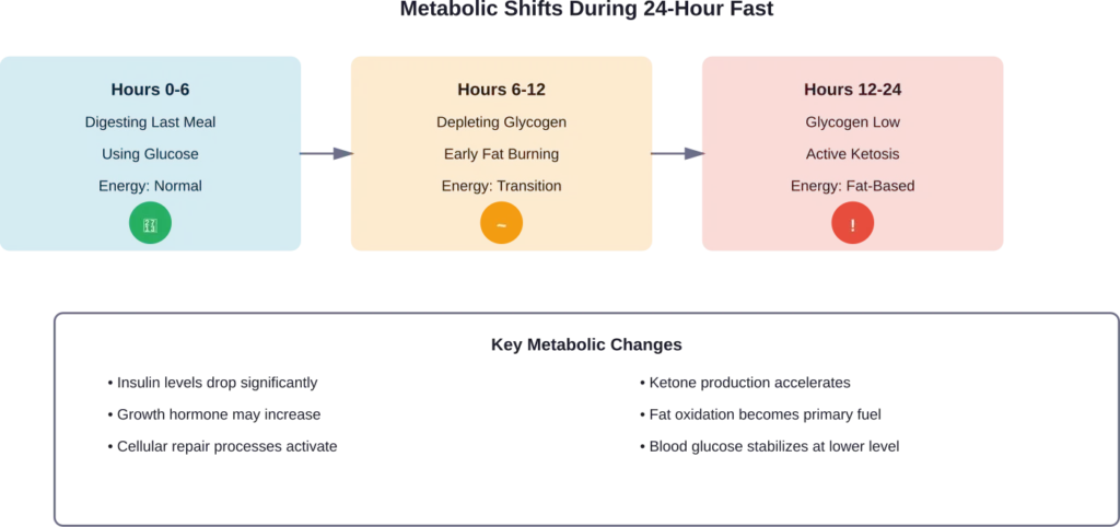 Timeline of metabolic changes during a 24-hour fasting period, showing the transition from glucose to fat-based energy.