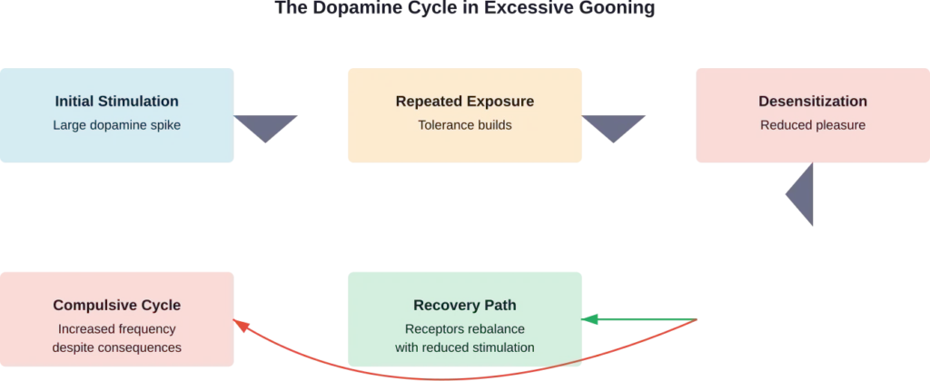 The neurological progression from initial dopamine response to potential desensitization and either compulsive patterns or recovery