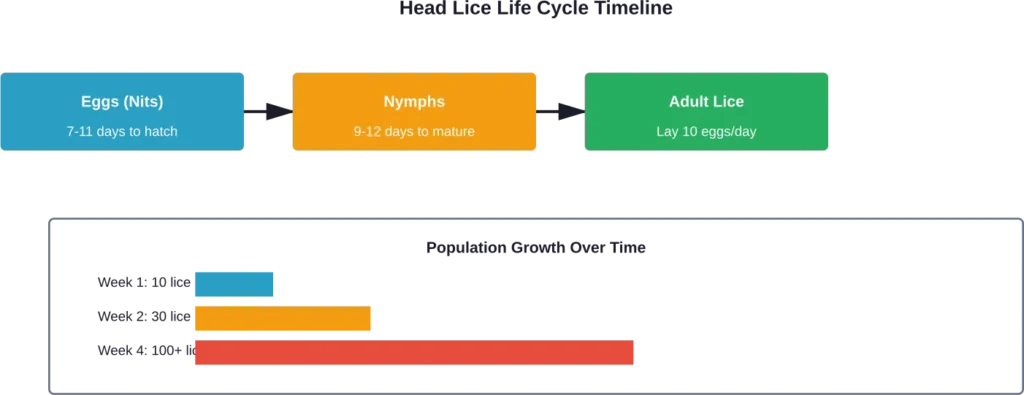 The rapid reproduction cycle of head lice leads to exponential population growth when left untreated.