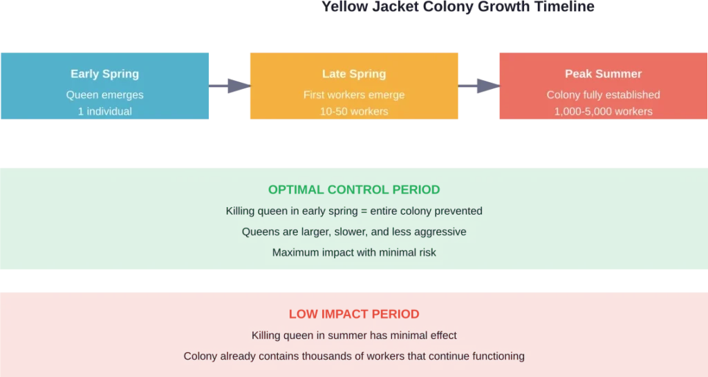 Yellow jacket colony development from spring through summer, showing the critical early-spring control window