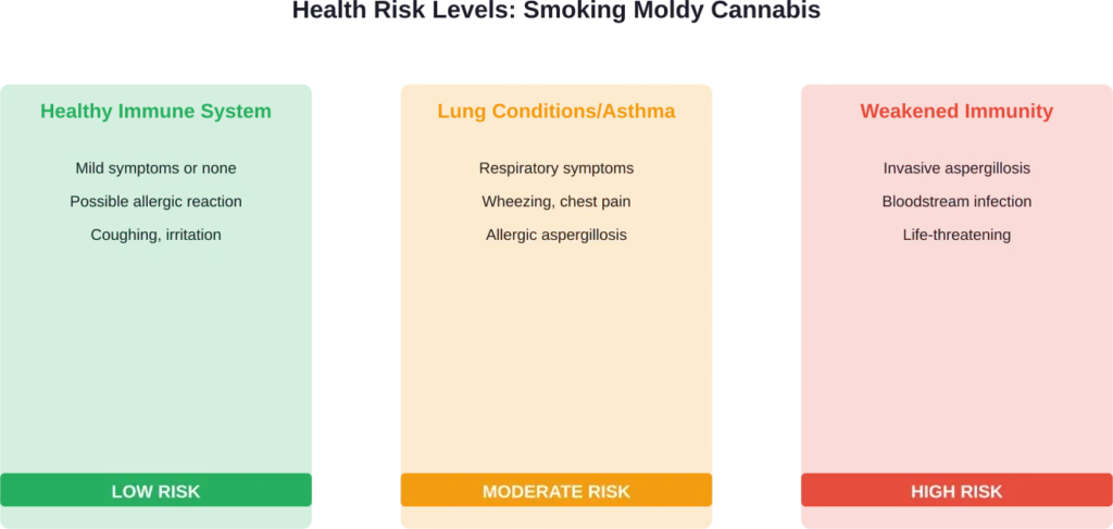 Risk levels for smoking moldy cannabis based on immune system status (CDC data, 2024)