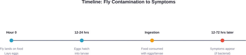 Typical timeline from fly contamination to potential symptoms of bacterial infection