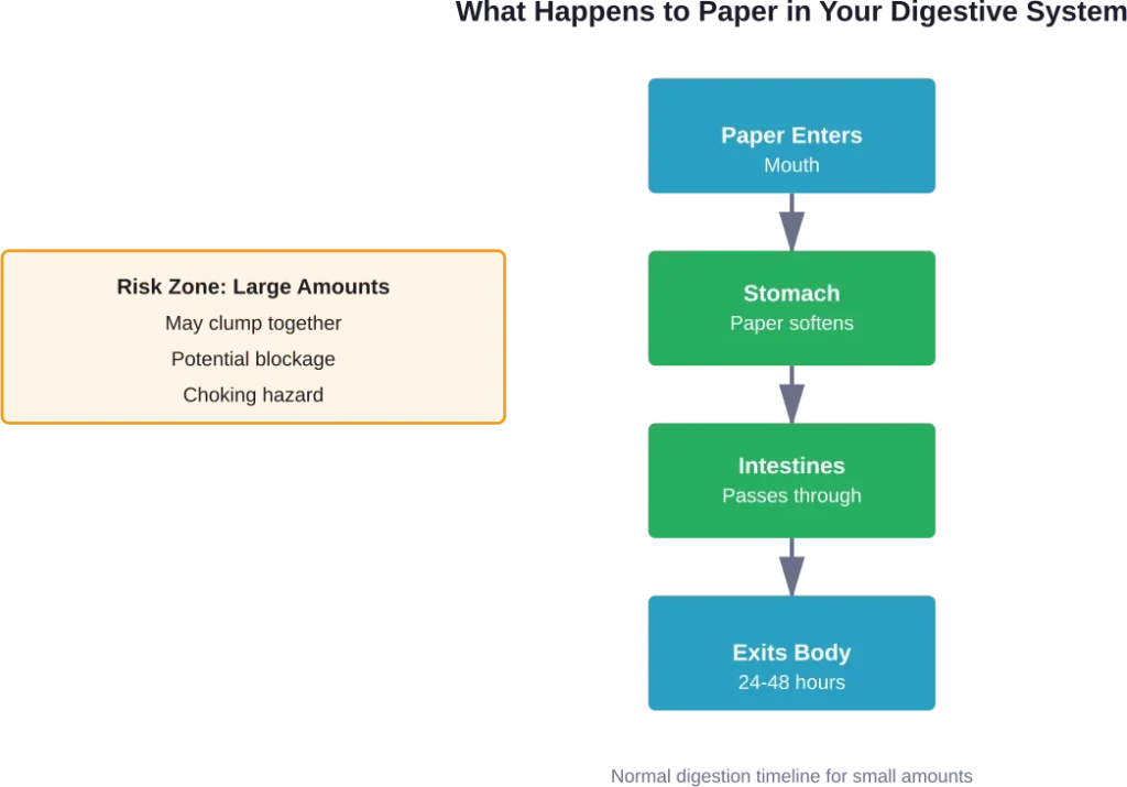 The digestive journey of paper through the human body, showing normal passage and potential risk points for larger quantities.