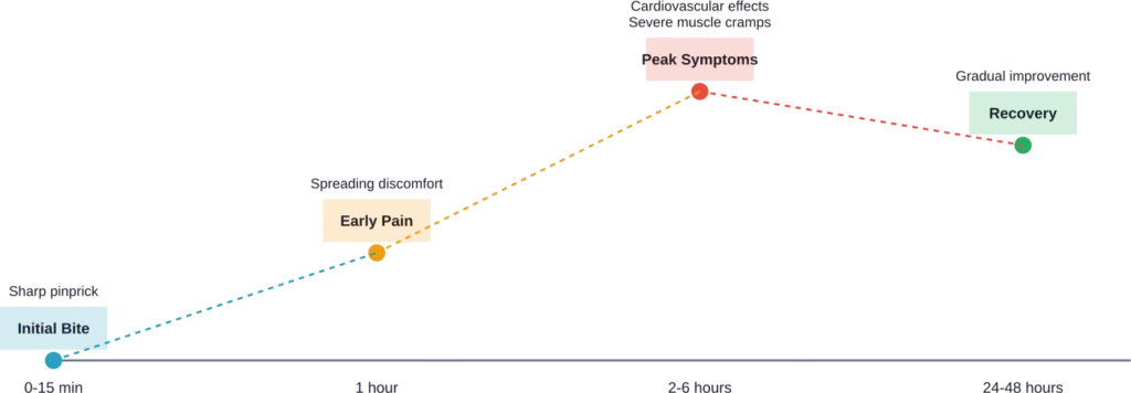 Timeline of black widow bite symptom progression from initial contact through recovery phase