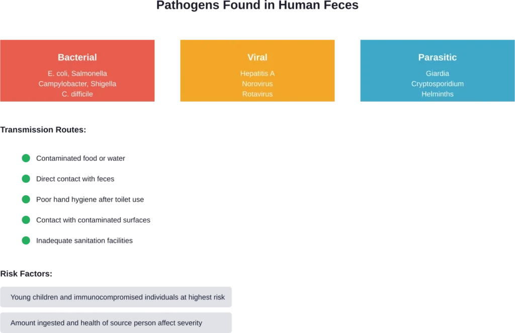 Major pathogen categories found in human feces and their primary transmission routes