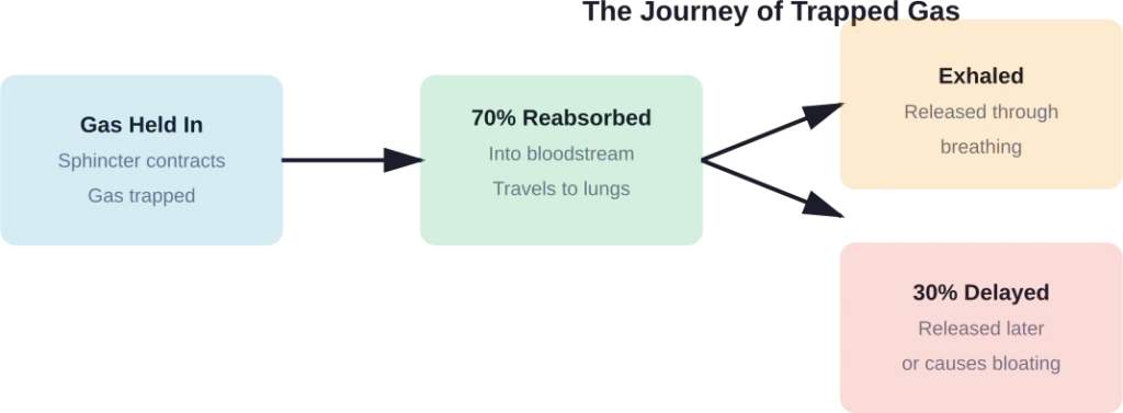 When gas is held in, most gets reabsorbed into the bloodstream while some remains trapped in the digestive tract.