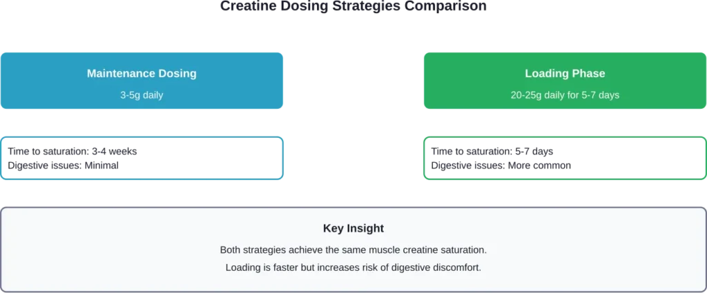 Comparison of maintenance and loading creatine dosing approaches showing timing and side effect profiles