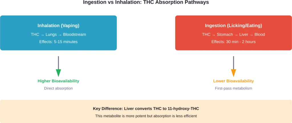 Comparison of THC absorption pathways showing why ingested cannabis produces different effects than vaporized concentrate
