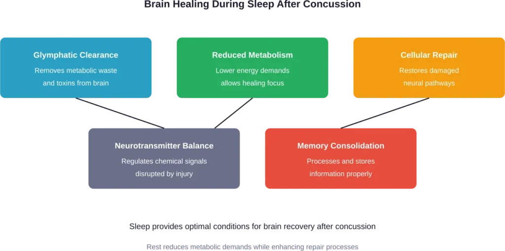 The five critical healing processes that occur during sleep after a concussion, showing how rest supports brain recovery.