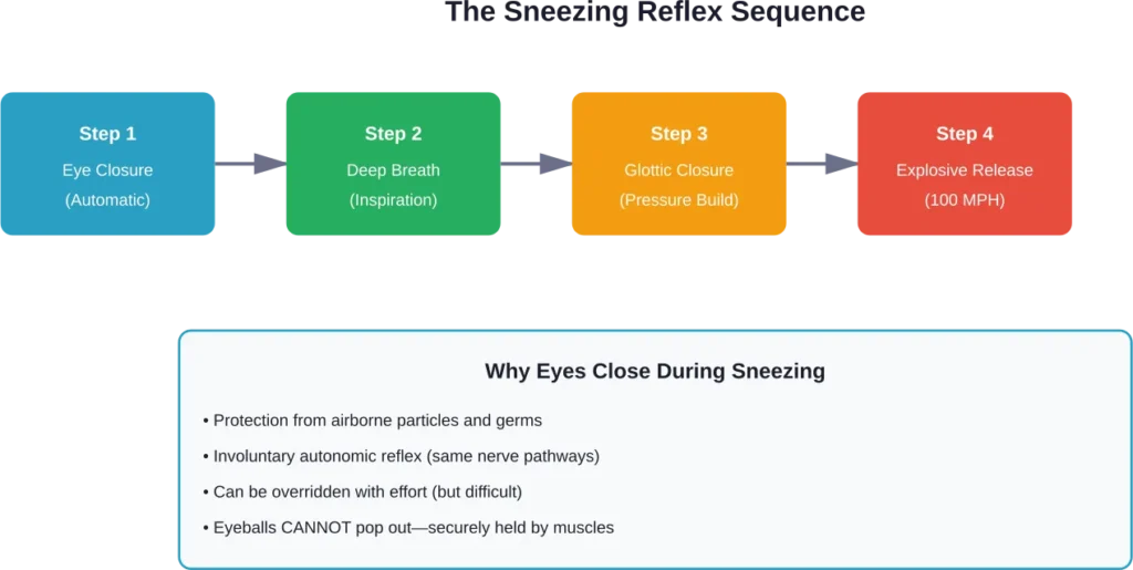 The four-step sequence of the sneezing reflex and why eye closure occurs automatically