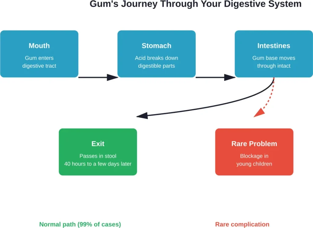 How your digestive system processes swallowed gum from mouth to exit
