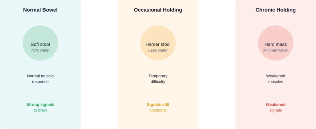 Progression from normal bowel function to chronic complications when regularly holding in poop