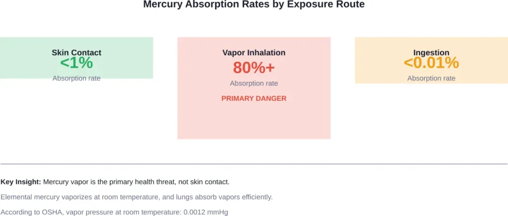 Comparison of mercury absorption rates shows why vapor exposure is the primary concern, not brief skin contact.