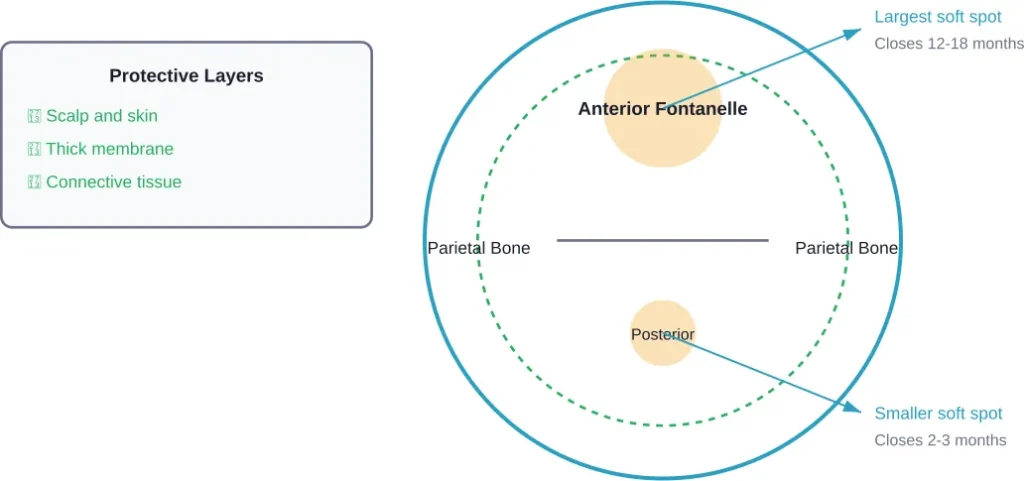 Diagram showing the location and structure of baby fontanelles with protective membrane layers