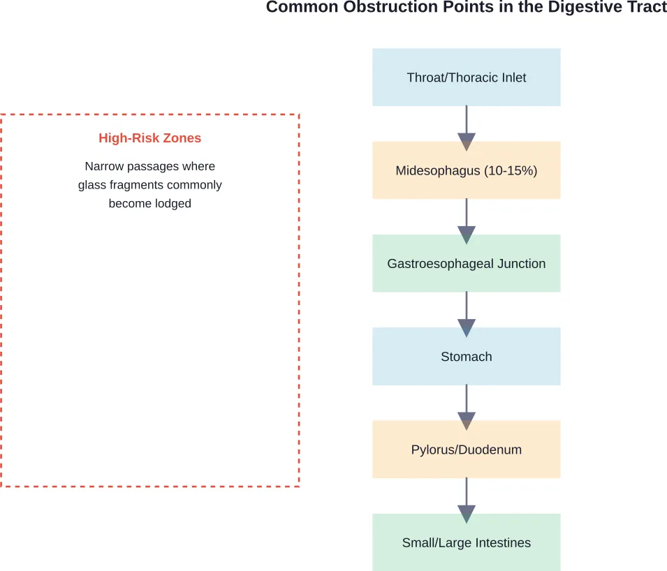 Glass fragments typically lodge at natural constriction points in the digestive tract, with the thoracic inlet and midesophagus being most common.