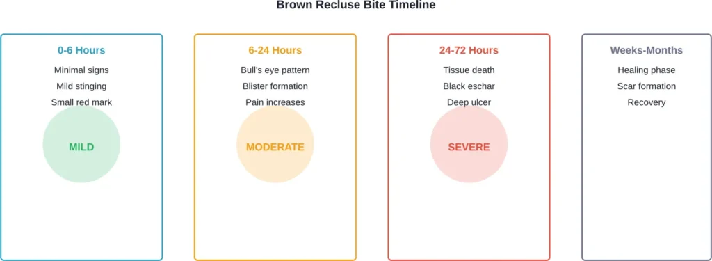 Progression timeline of brown recluse spider bite symptoms from initial contact through recovery