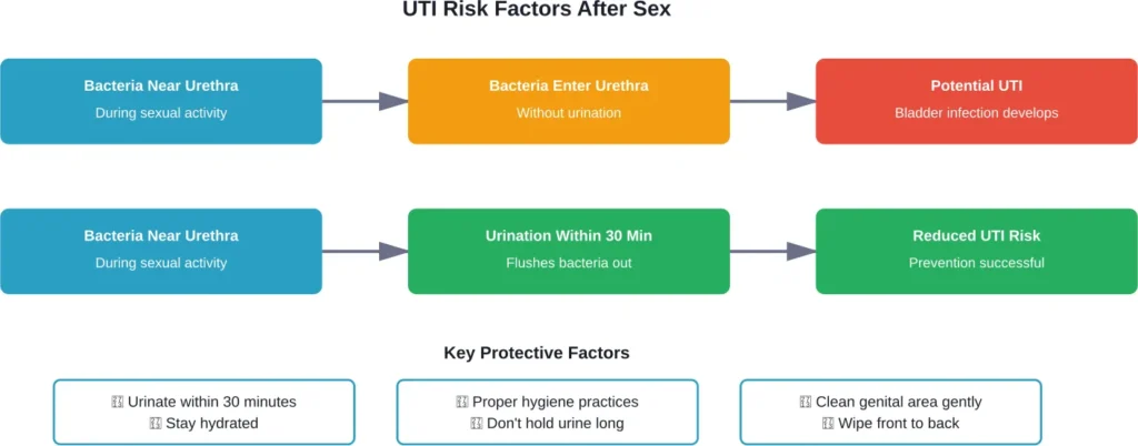 How urination after sex prevents bacteria from causing urinary tract infections