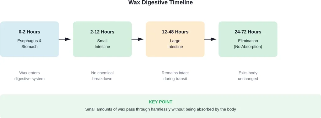Timeline showing how wax moves through the digestive system without absorption