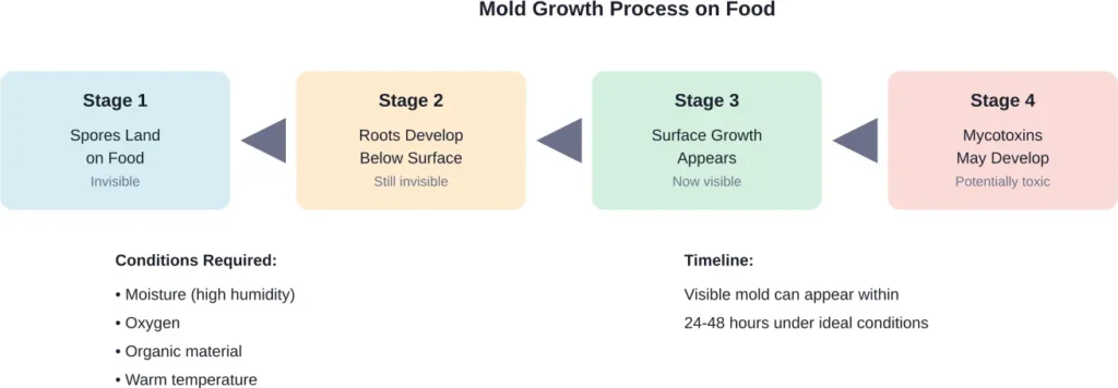 The four-stage process of mold development on food, from invisible spores to toxic colony formation