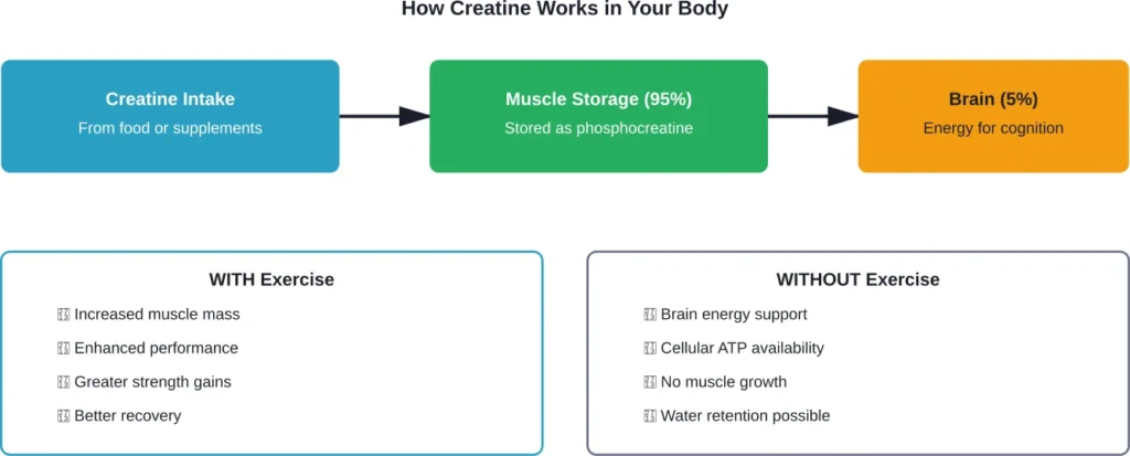 The distribution and effects of creatine supplementation with and without exercise training