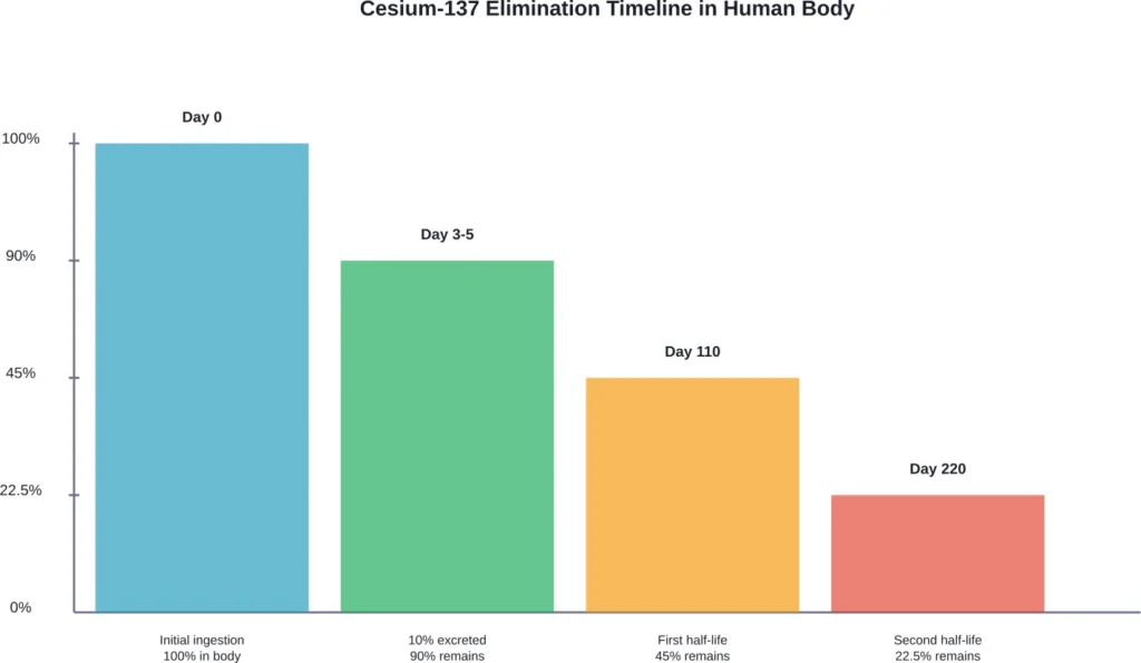 Natural elimination rate of cesium-137 from the human body over time, showing rapid initial excretion followed by biological half-life decay
