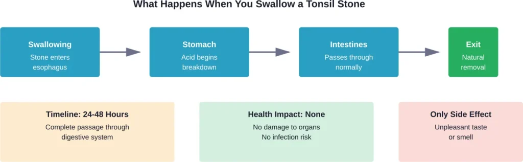The complete journey of a swallowed tonsil stone through your digestive system