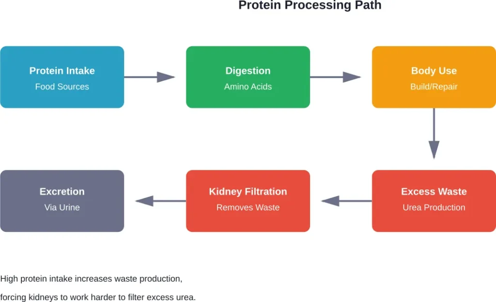 How the body processes protein and why excess intake stresses kidney function
