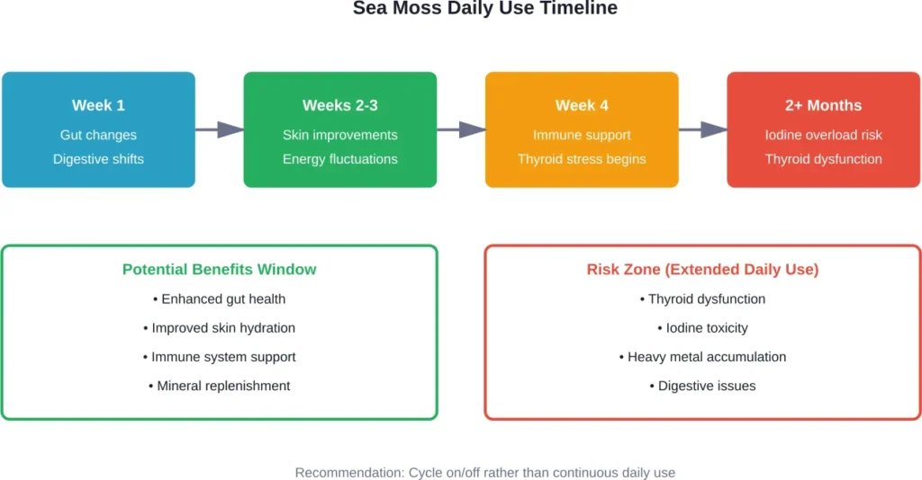 Timeline showing the progression of effects from daily sea moss consumption, including the benefits window and risk zone for extended use
