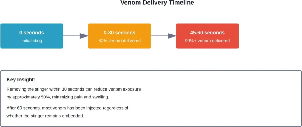 Timeline showing venom delivery from an embedded bee stinger over the first critical minute