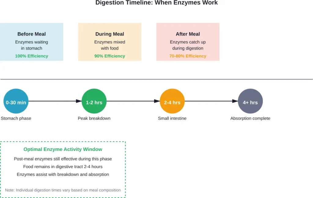 Timeline showing when digestive enzymes work most effectively throughout the digestion process
