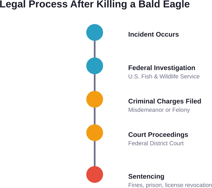 Step-by-step legal process following a bald eagle killing incident