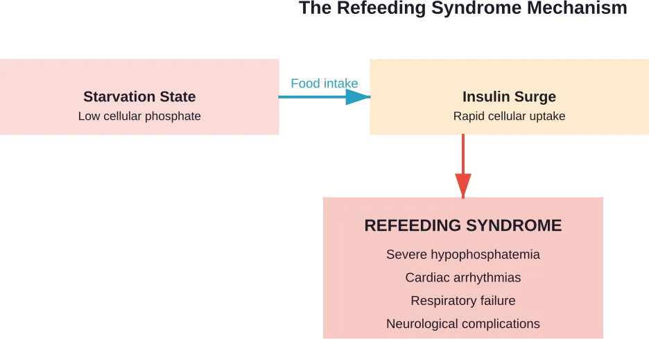 How rapid refeeding after starvation creates life-threatening electrolyte shifts