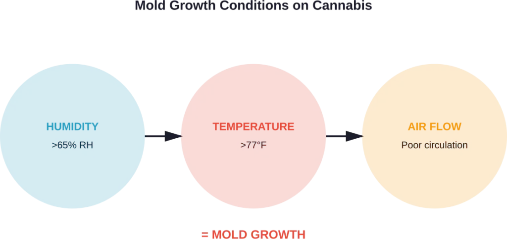 Three primary conditions that promote mold growth on stored cannabis