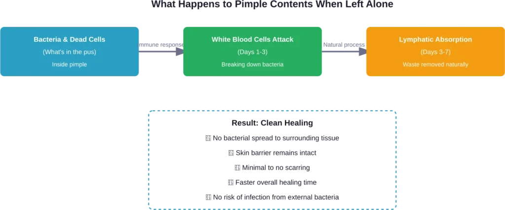 The body's natural process for resolving pimples without external interference