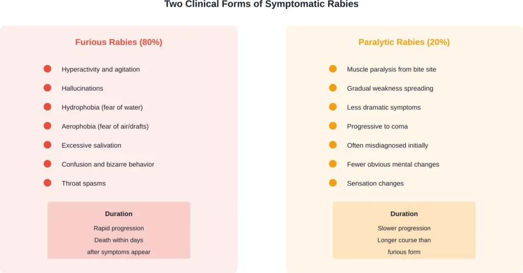Comparison of the two clinical presentations of symptomatic rabies infection, each with distinct symptom patterns and progression