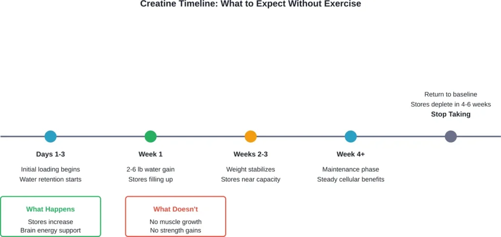 Timeline of creatine effects in sedentary individuals from initial supplementation through discontinuation