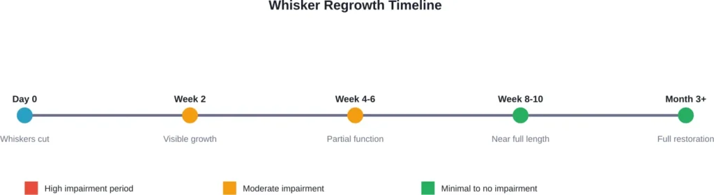 Expected timeline for whisker regrowth and functional recovery after cutting
