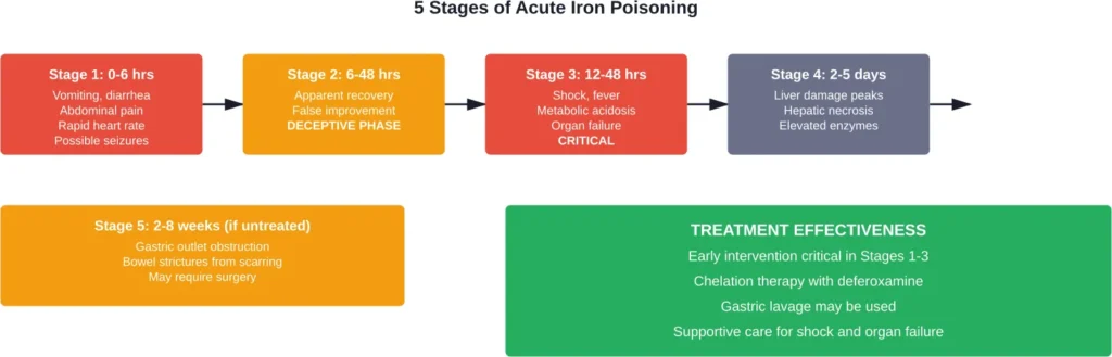Acute iron poisoning progresses through five stages, with the second stage creating a deceptive period of apparent improvement before life-threatening complications emerge.