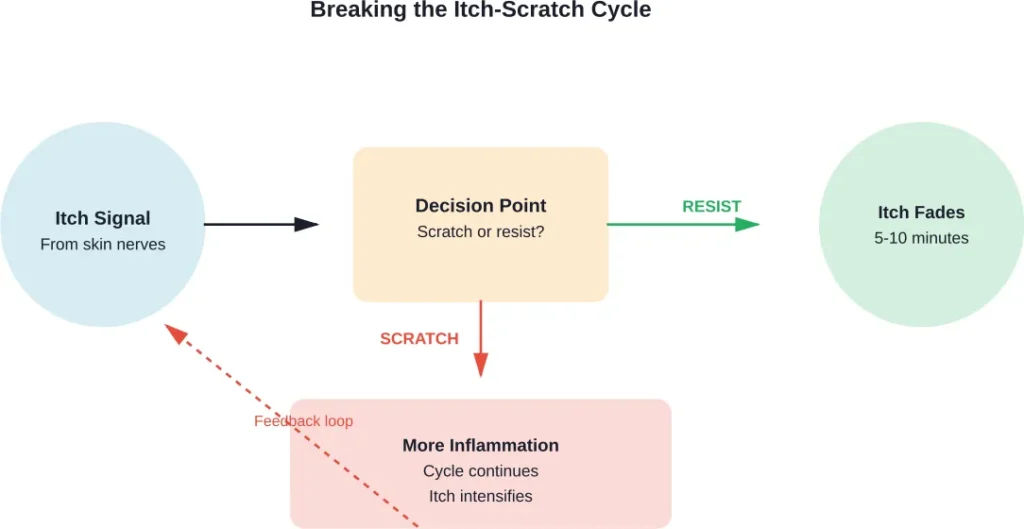 The biological pathway showing how scratching perpetuates itching versus natural resolution