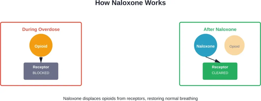 Mechanism of naloxone action in reversing opioid overdose effects