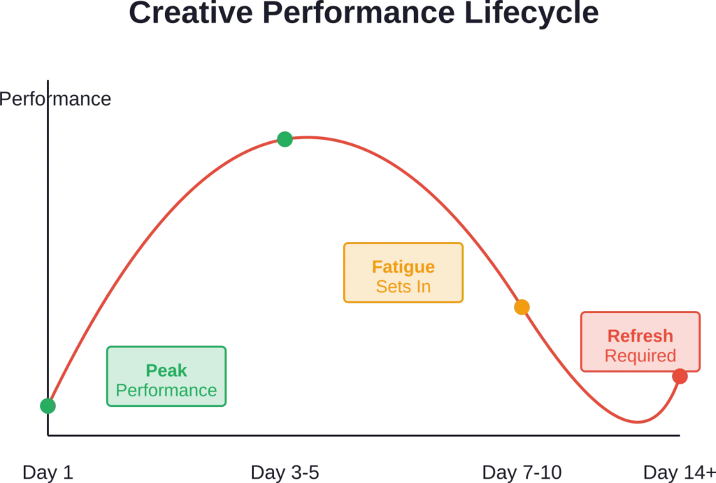 Most Facebook ad creative reaches peak performance within 3-5 days, begins showing fatigue by day 7-10, and requires replacement by day 14 to maintain campaign efficiency.