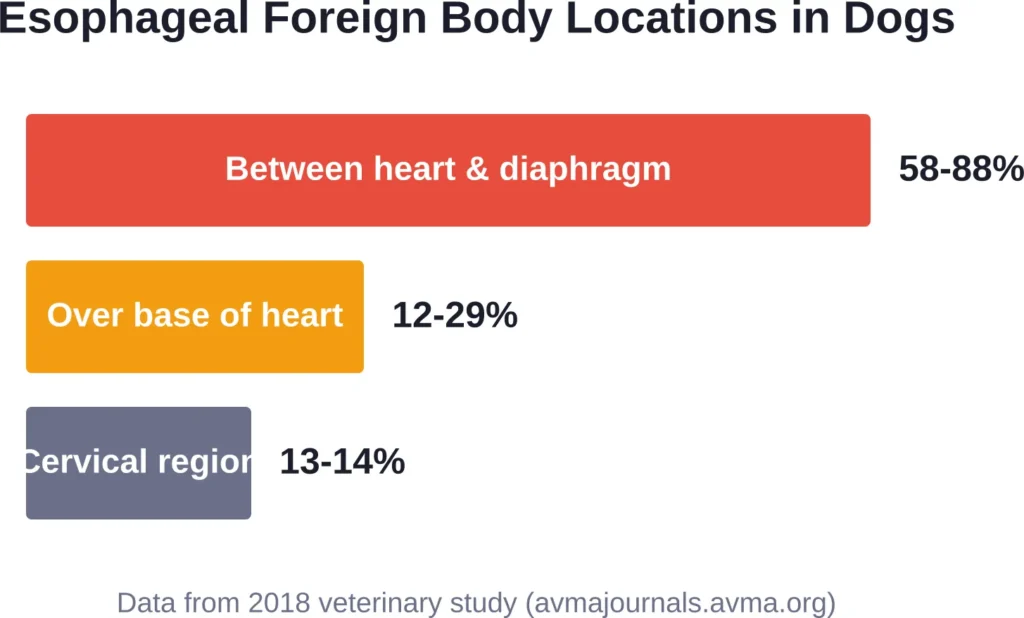 Most esophageal blockages in dogs occur in the lower esophagus, requiring prompt veterinary intervention to prevent serious complications.