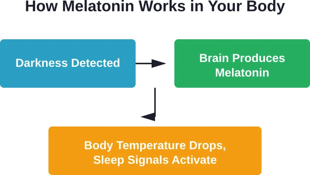 The natural melatonin production cycle that regulates your sleep-wake rhythm