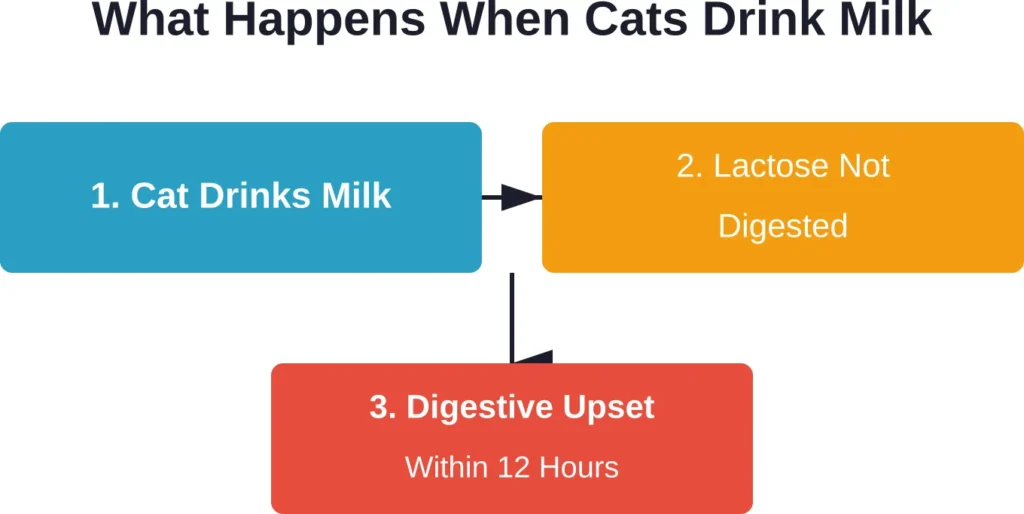 The biological process that causes digestive problems when lactose-intolerant cats consume dairy products.