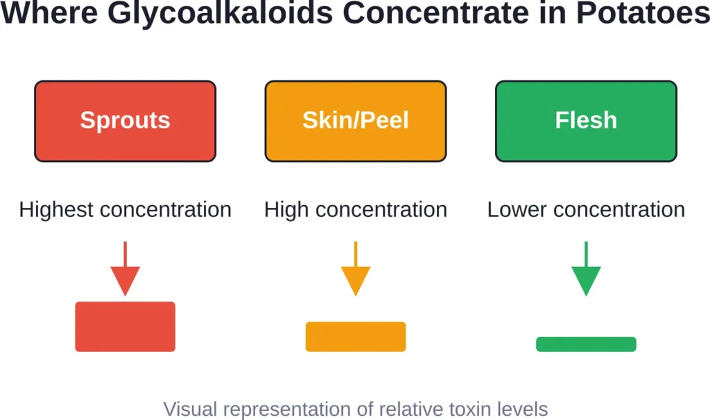Glycoalkaloid toxins are most concentrated in sprouts and skin, with lower levels in the potato flesh itself.
