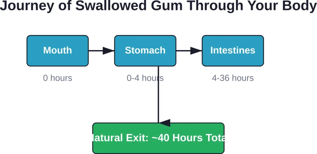 Timeline showing how swallowed gum moves through the digestive system in approximately 40 hours