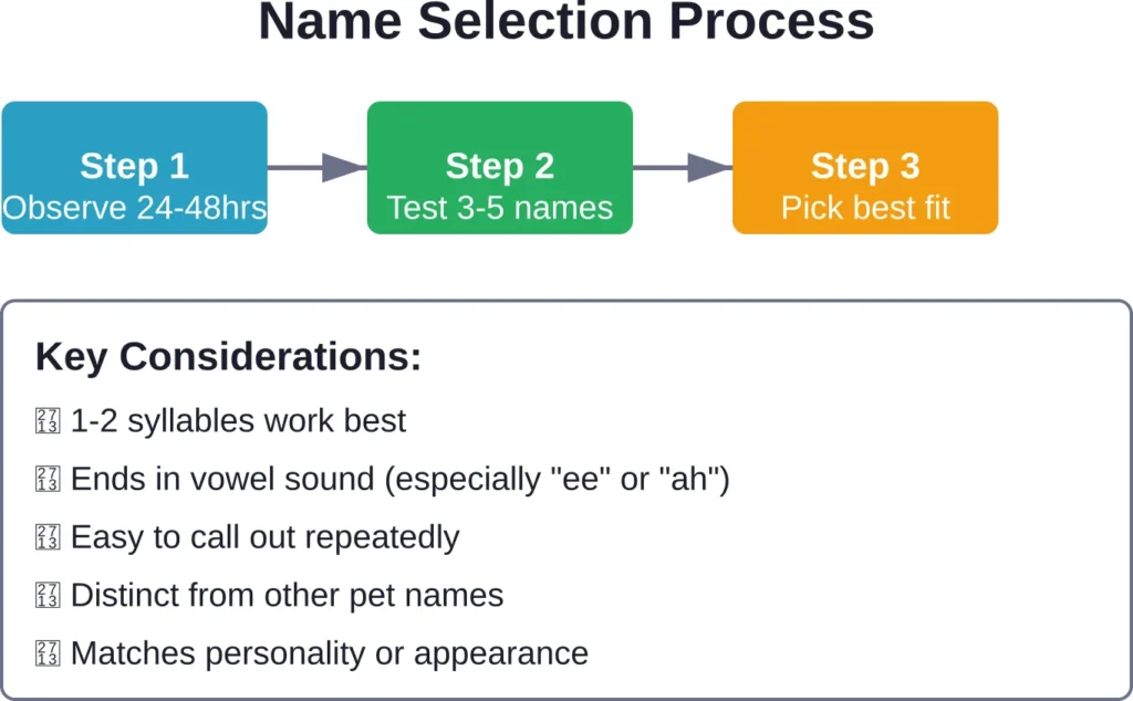 The three-step process for selecting the perfect cat name, with key factors to consider throughout the decision